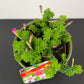 Oxalis Shorty