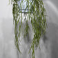 Hoya linearis