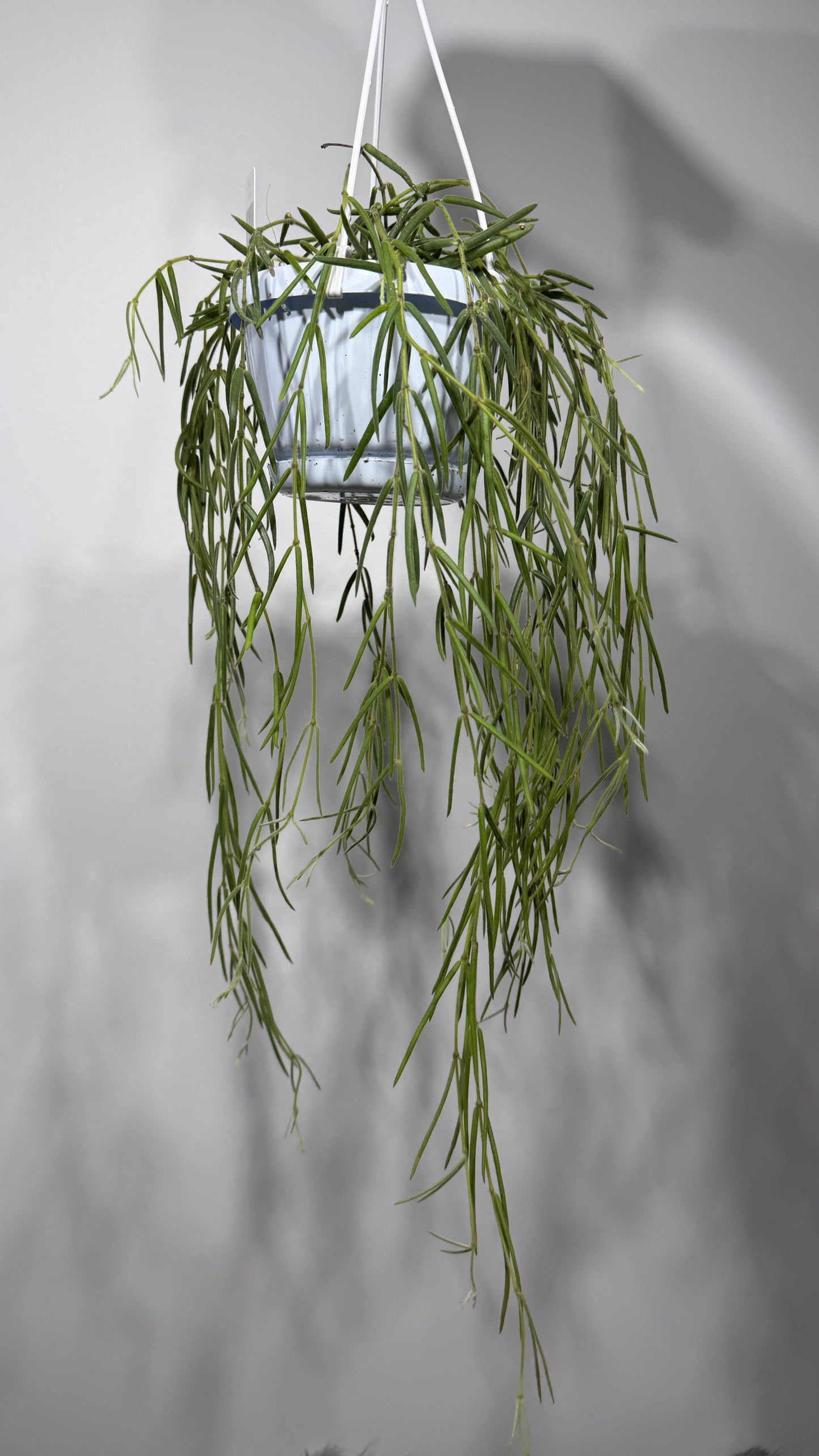 Hoya linearis