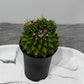 Gymnocalycium Spineless