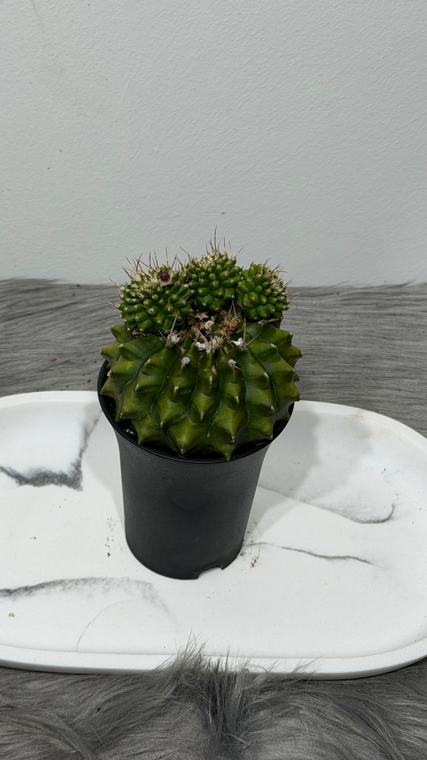 Gymnocalycium Spineless