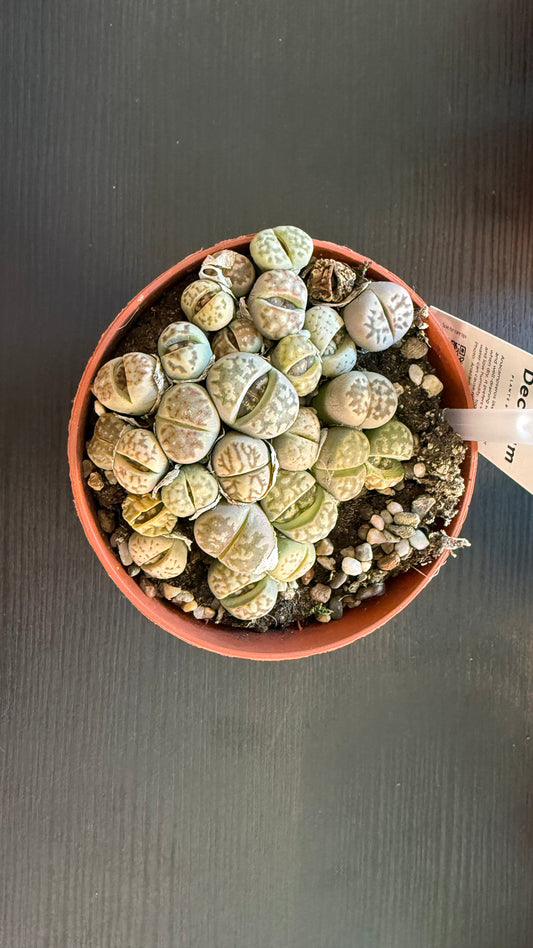 Telpaugi | Nopirkt Istabas Augus Internetveikalā | Augi-Plants.lv – www ...