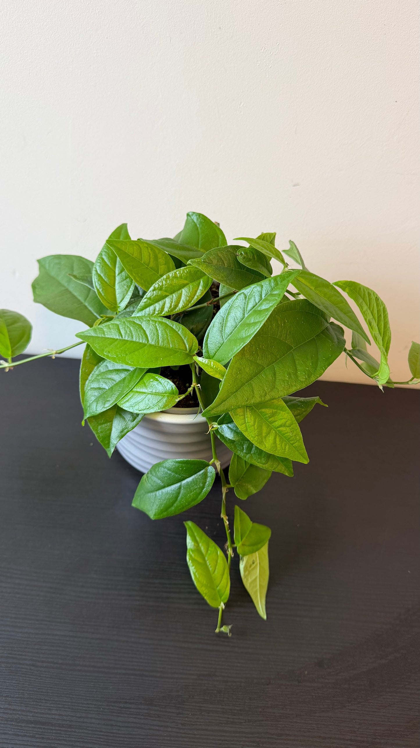 Ficus Sagittata