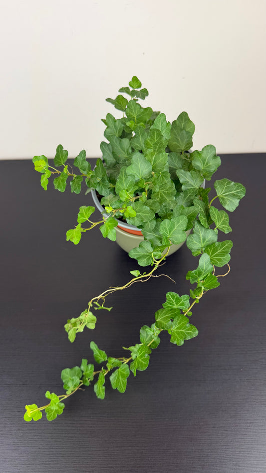 Ivy