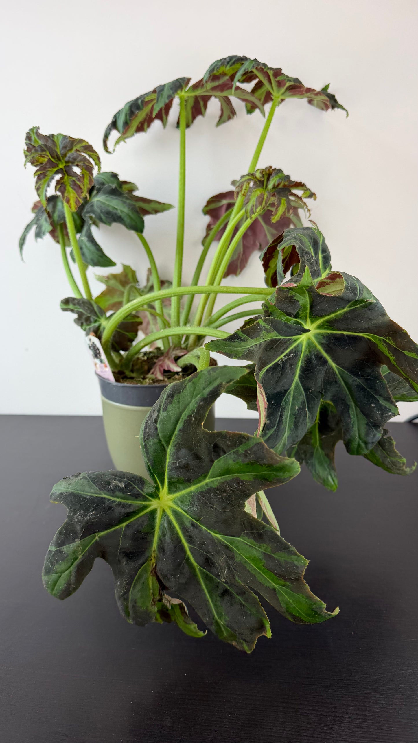 Begonia Draco