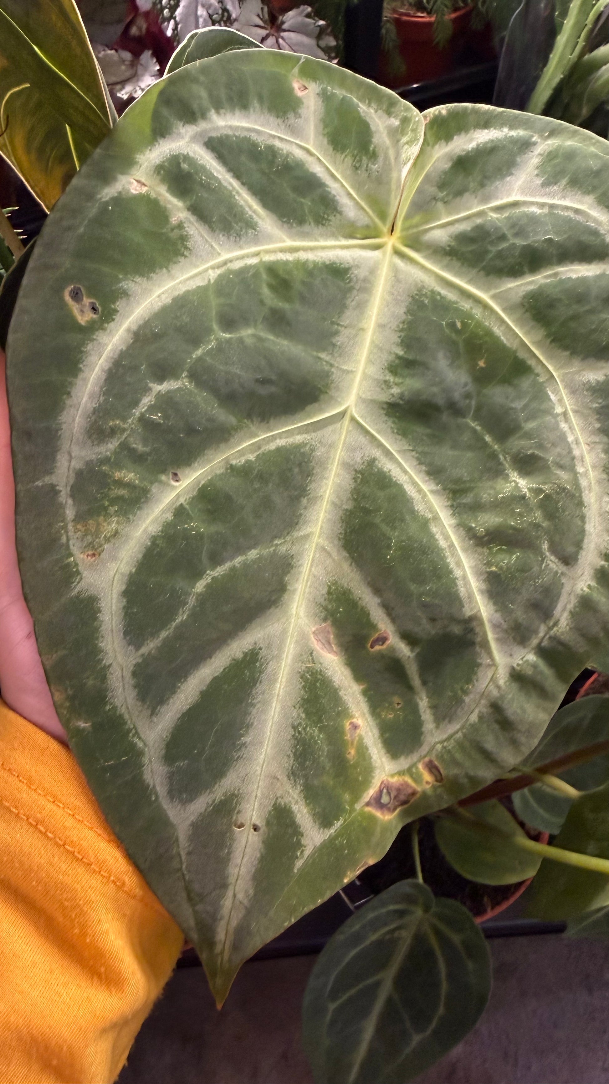 anthurium magnificum size Anthurium magnificum – www.augi-plants.lv