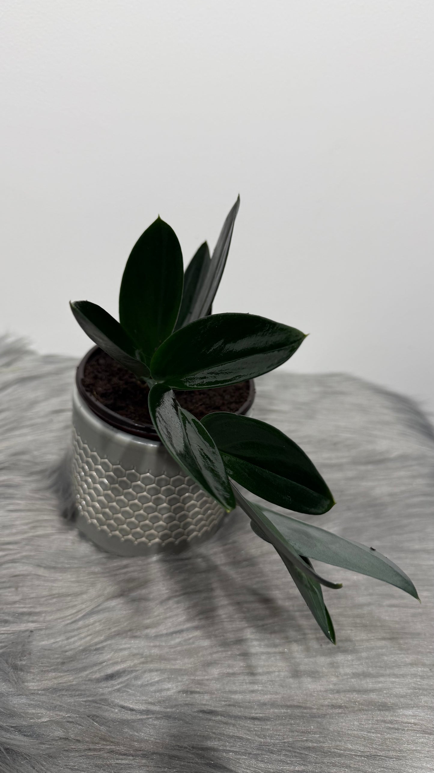 Scindapsus treubii dark form