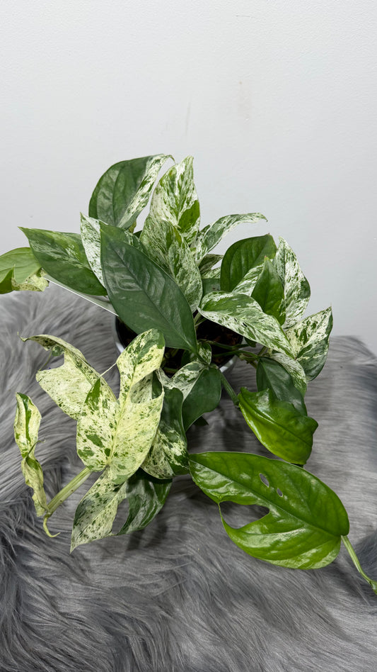 Epipremnum Marble Variegata
