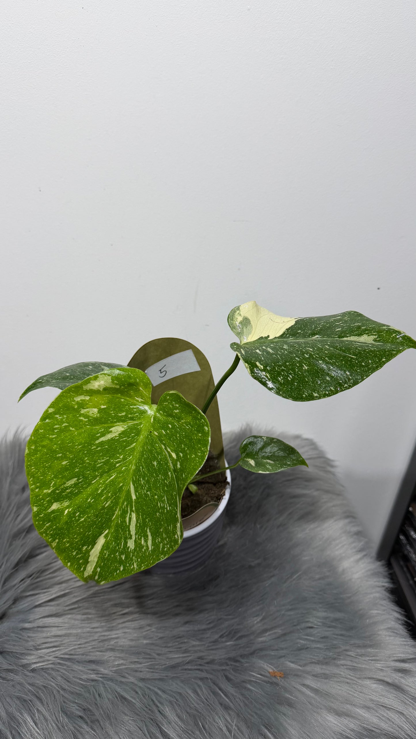 Monstera Thai Constellation