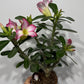 Adenium obesum Pink Star
