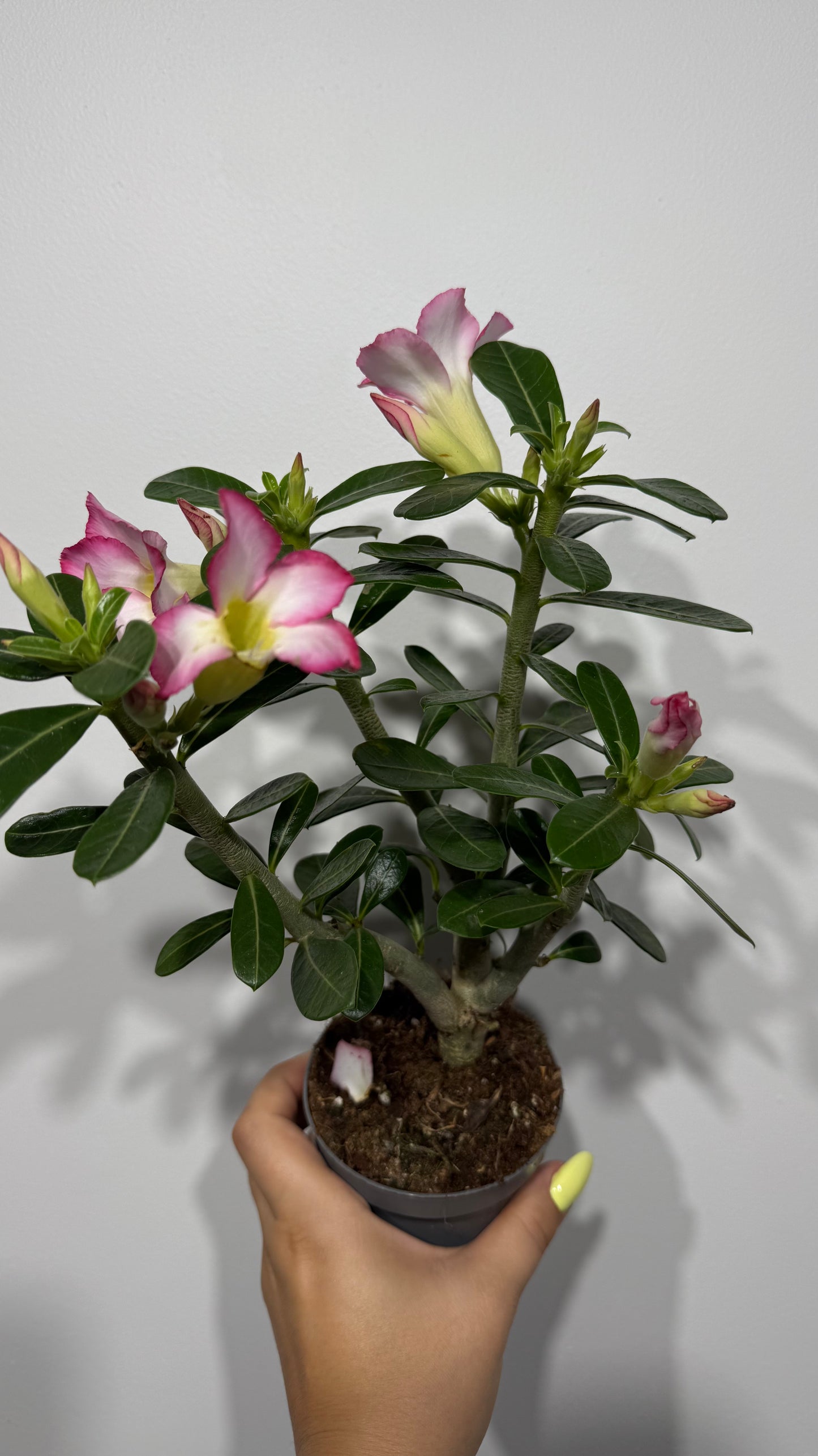 Adenium obesum Pink Star