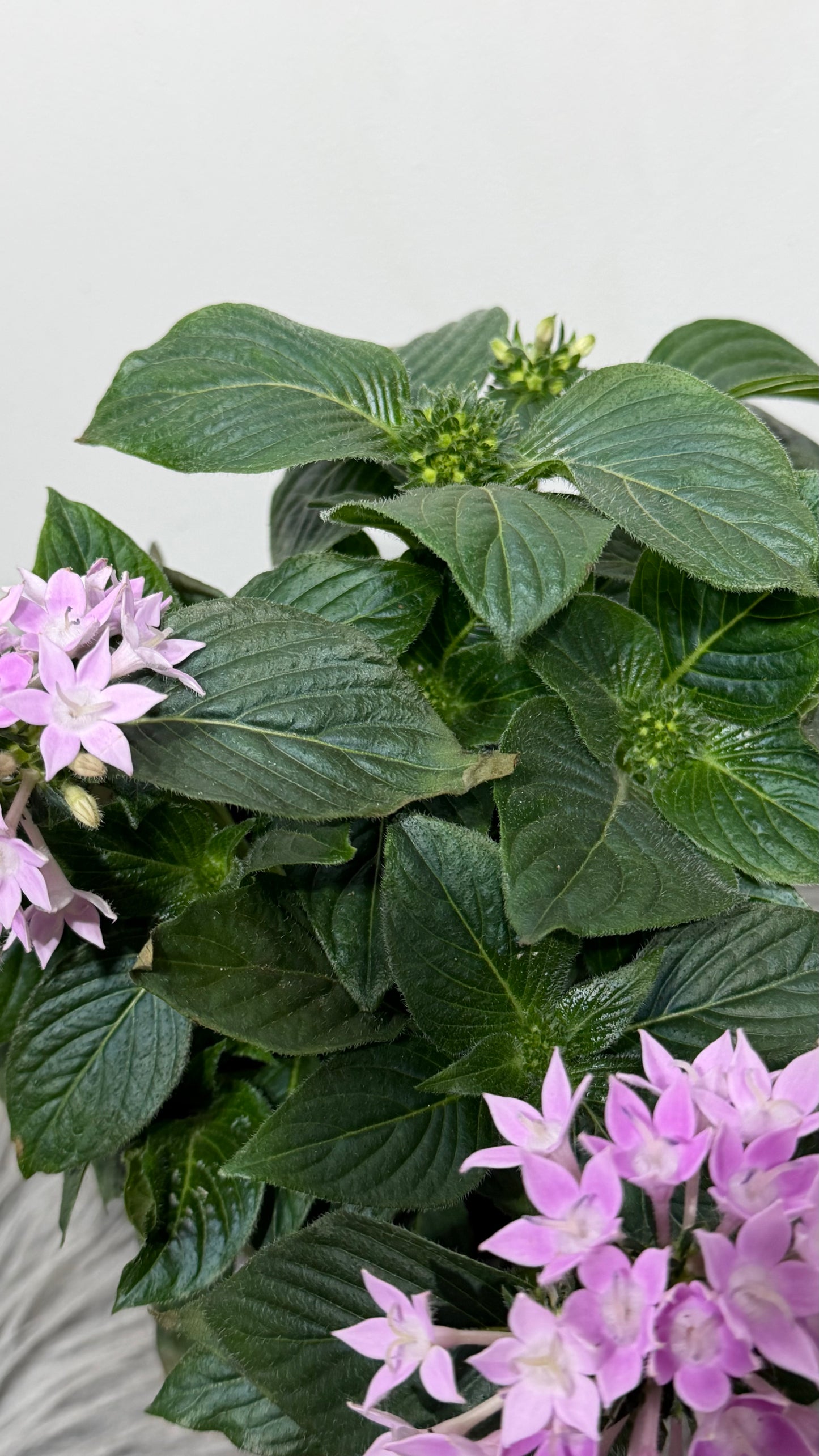 Pentas Lanceolata Lavandula