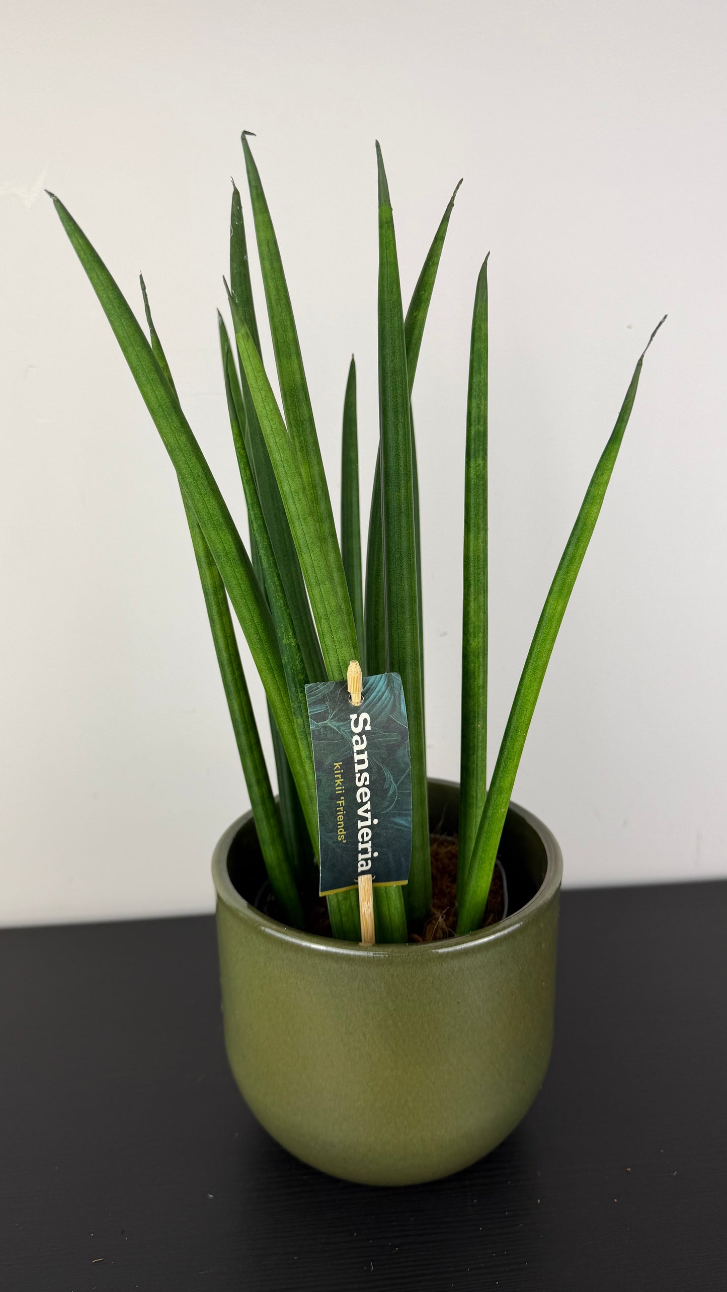 Sansevieria cylindrica