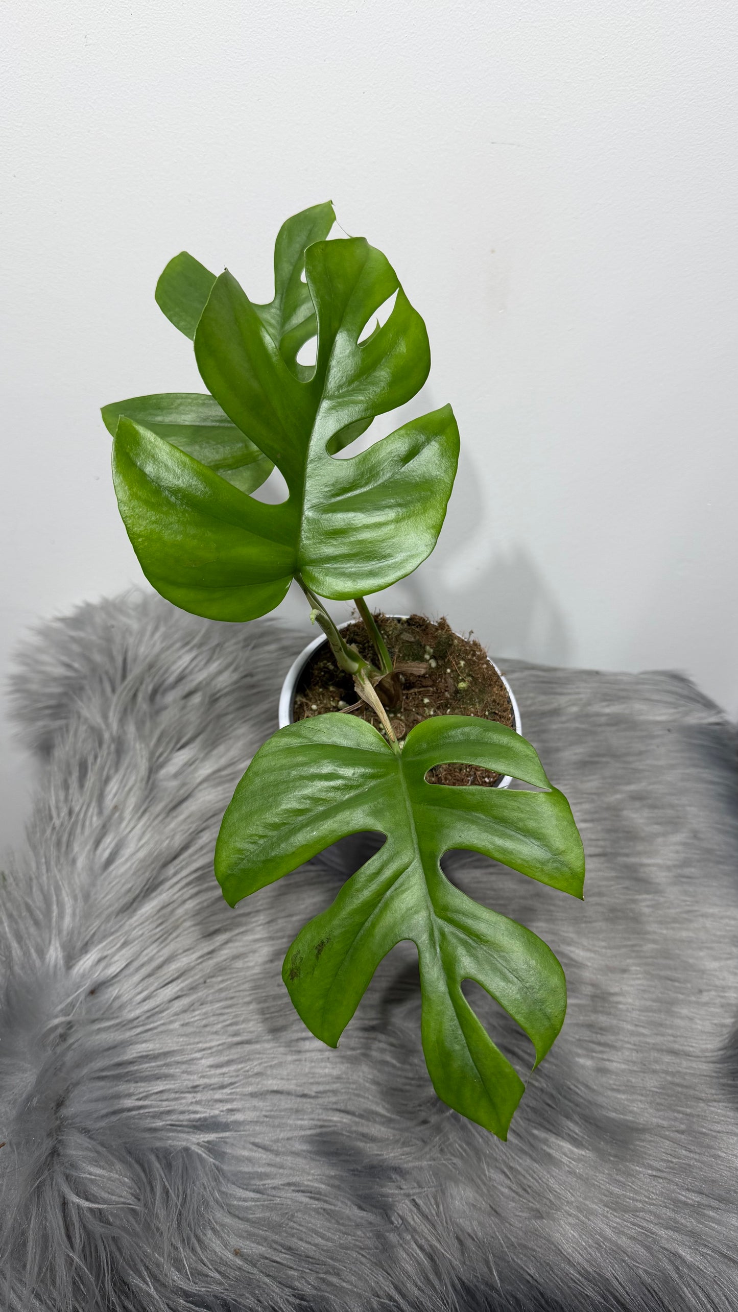 Monstera Little Star