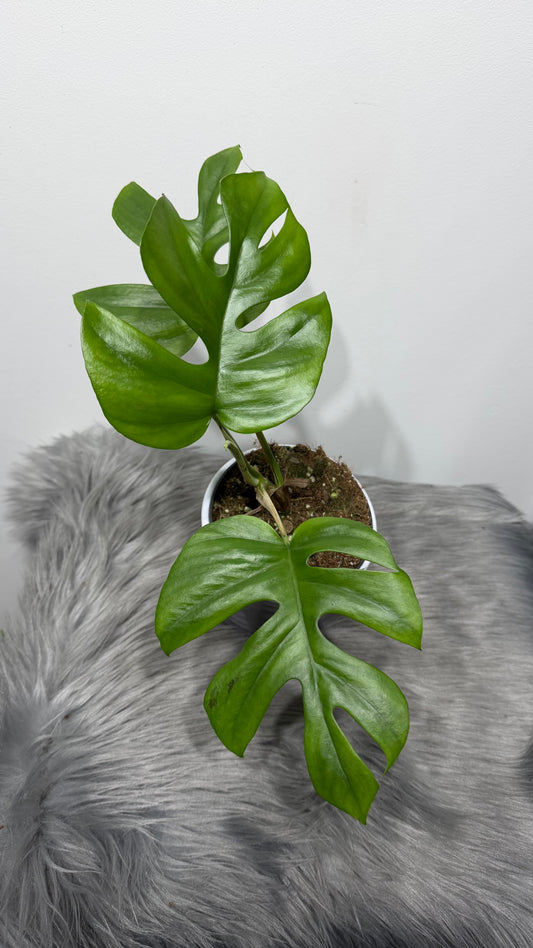 Monstera Little Star