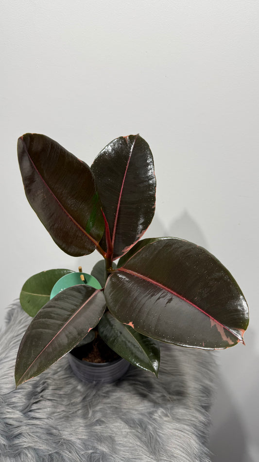Ficus Pink Camouflage