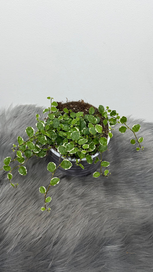 Ficus pumila White Sunny
