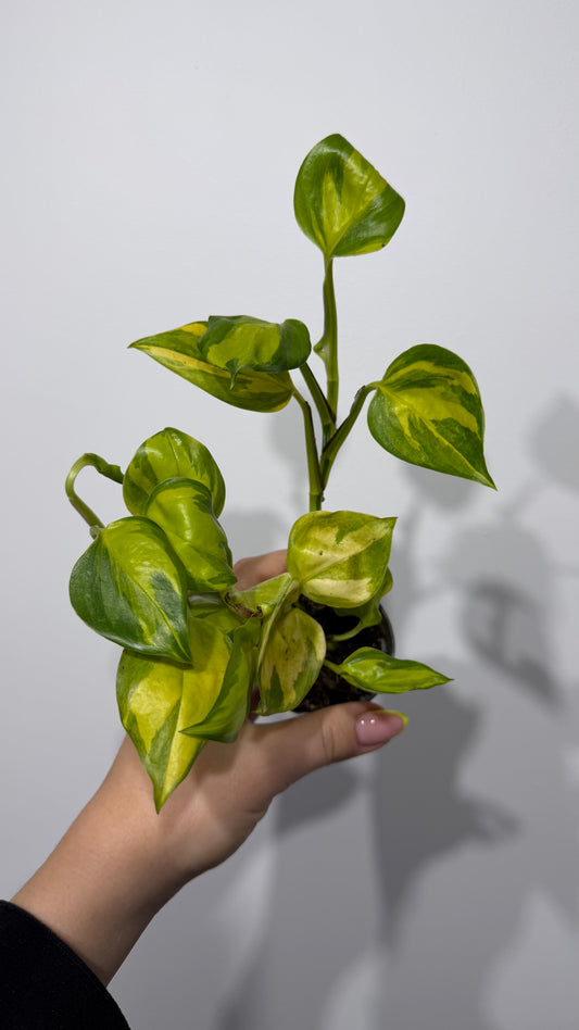 Epipremnum Kiwi