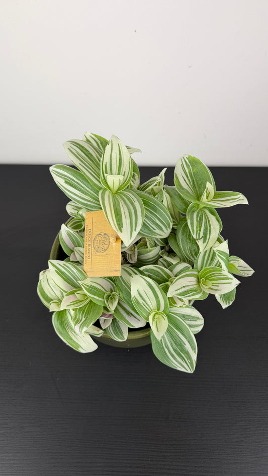 Tradescantia Tenderness