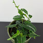 Syngonium Wendlandii