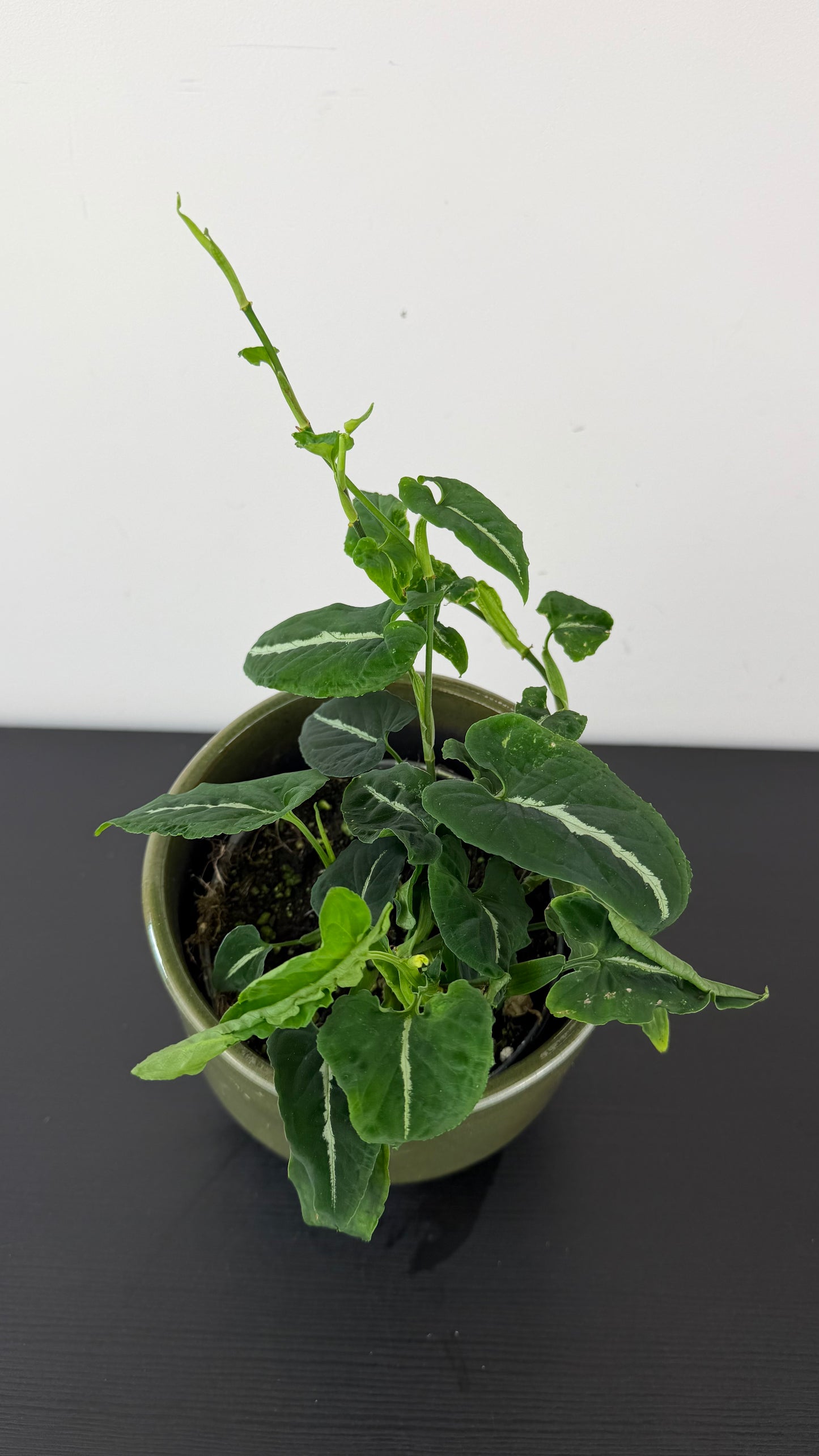 Syngonium Wendlandii
