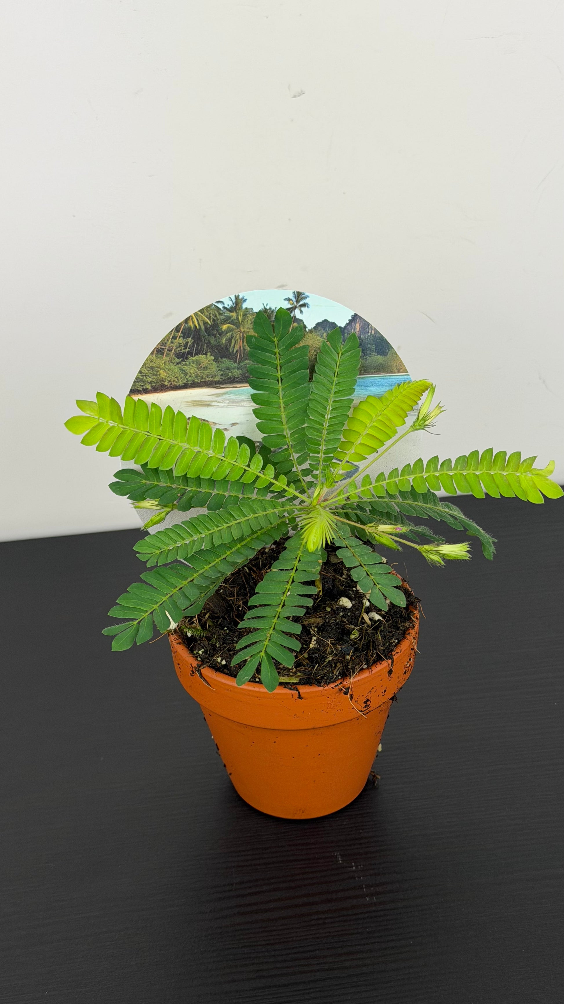 Biophytum Sensitivum – www.augi-plants.lv
