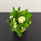 Euphorbia Milii White