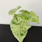 Alocasia odora Batik Variegata