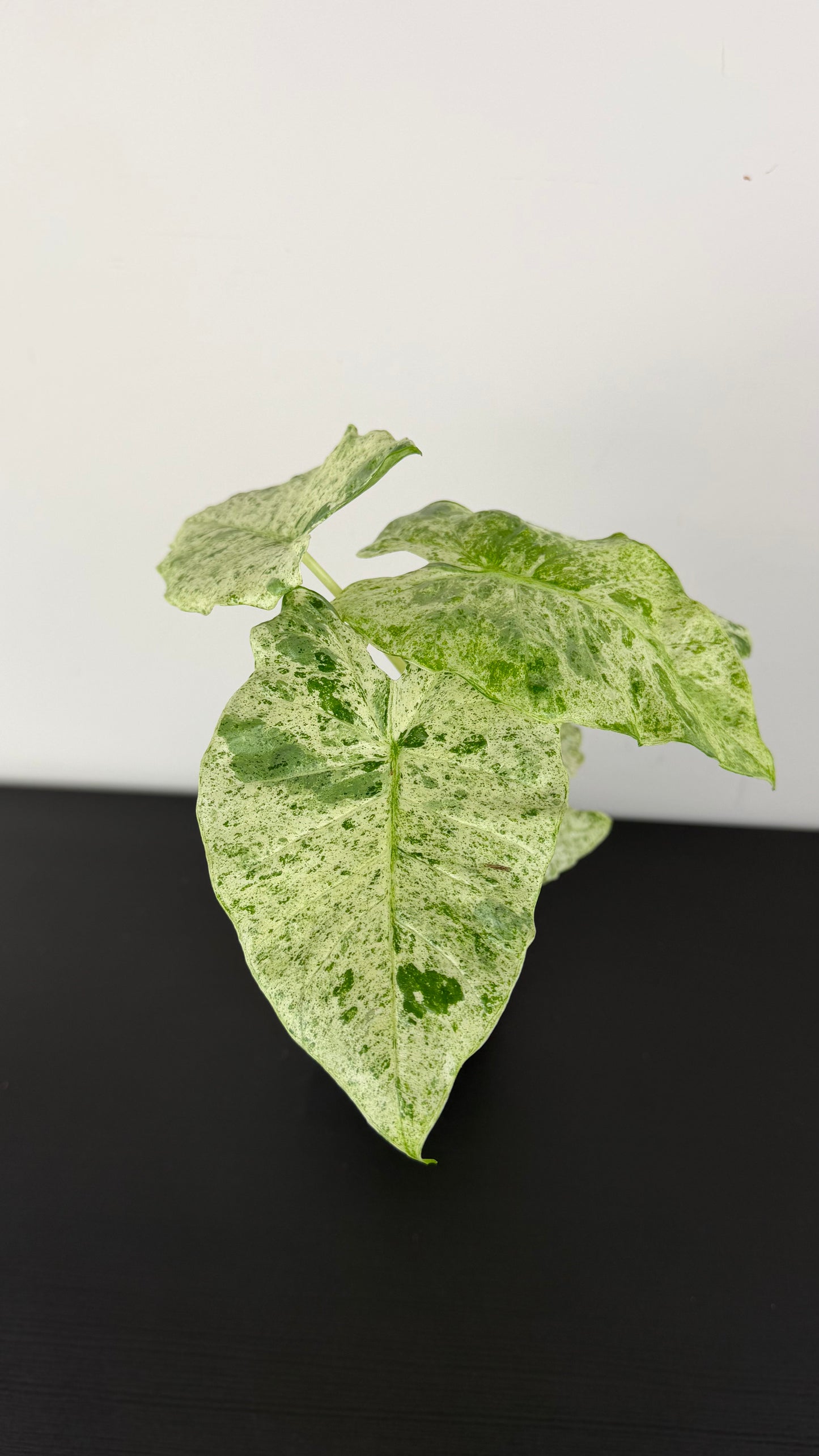 Alocasia odora Batik Variegata