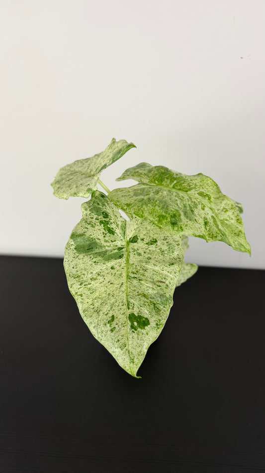 Alocasia odora Batik Variegata