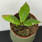 Hoya mitrata Splash