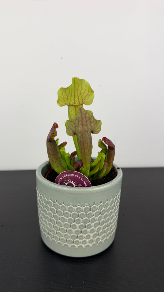 Sarracenia