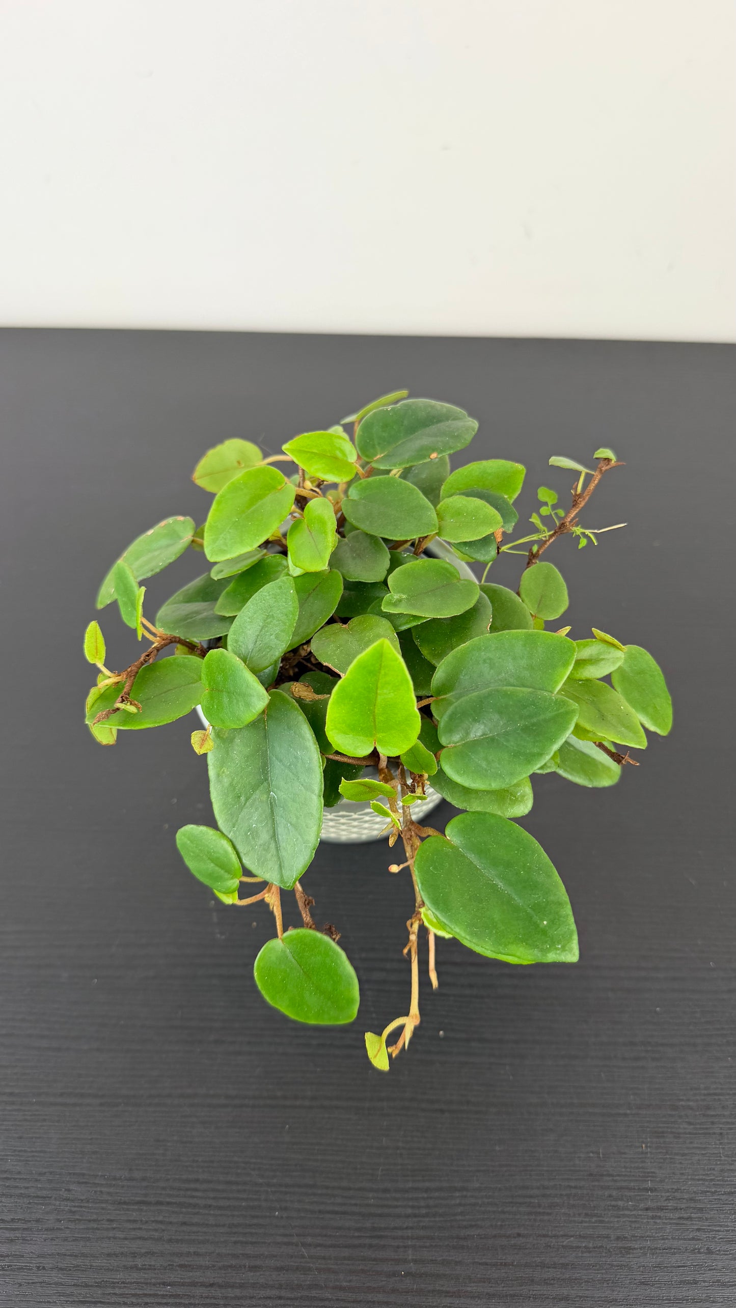 Begonia Schulzei