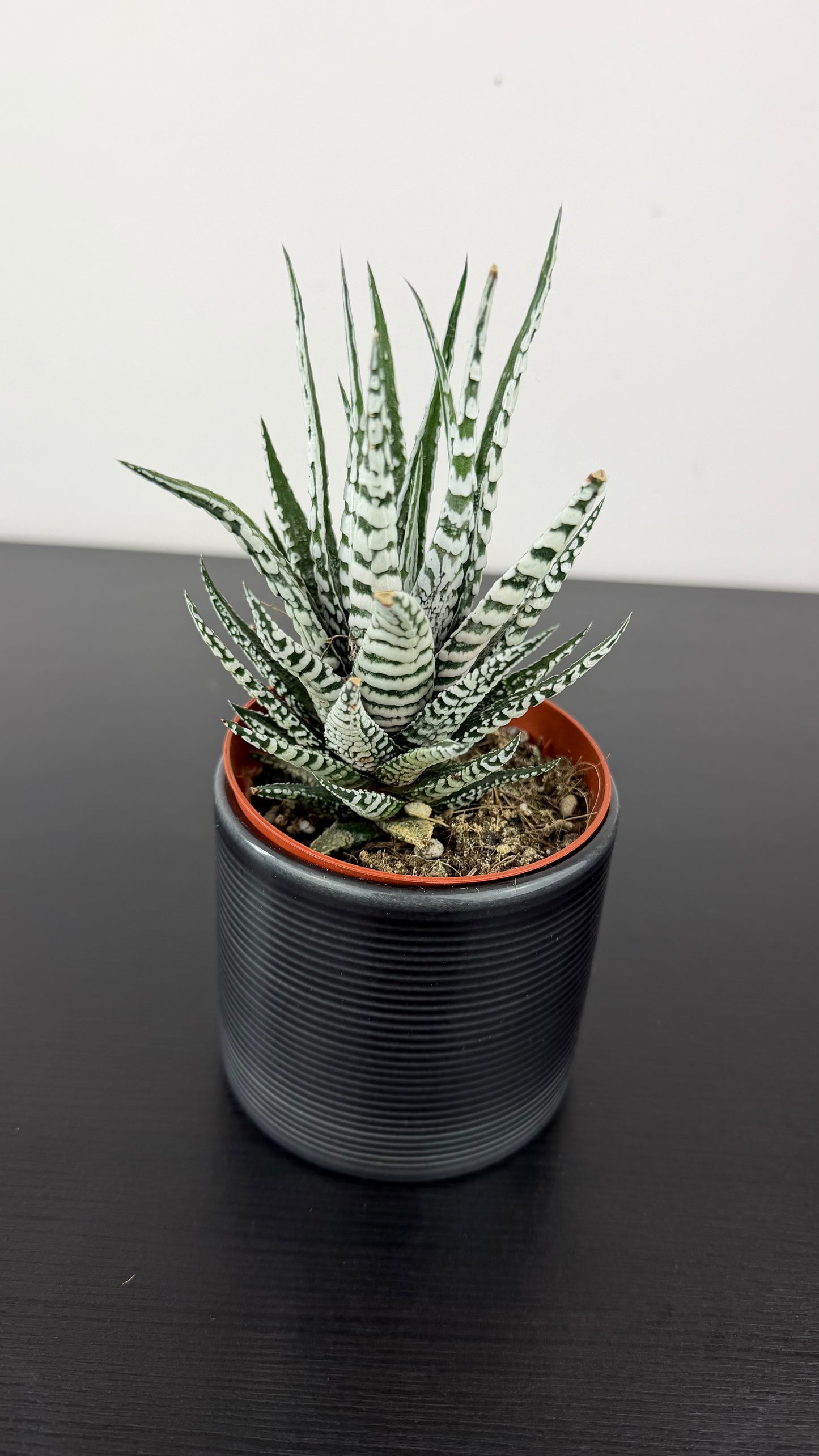Haworthia fasciata Alba