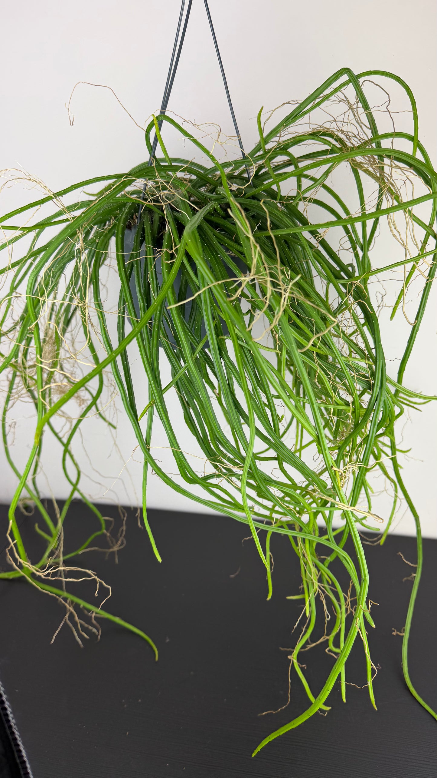 Selenicereus Wercklei