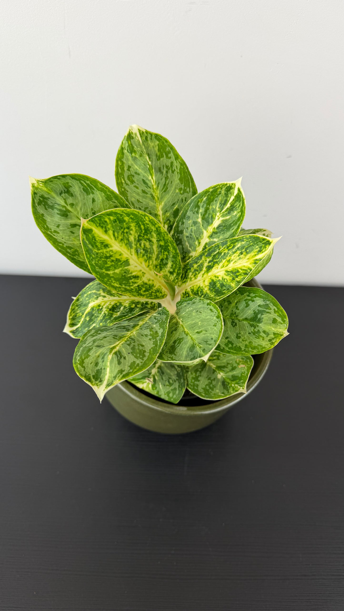 Aglaonema 18
