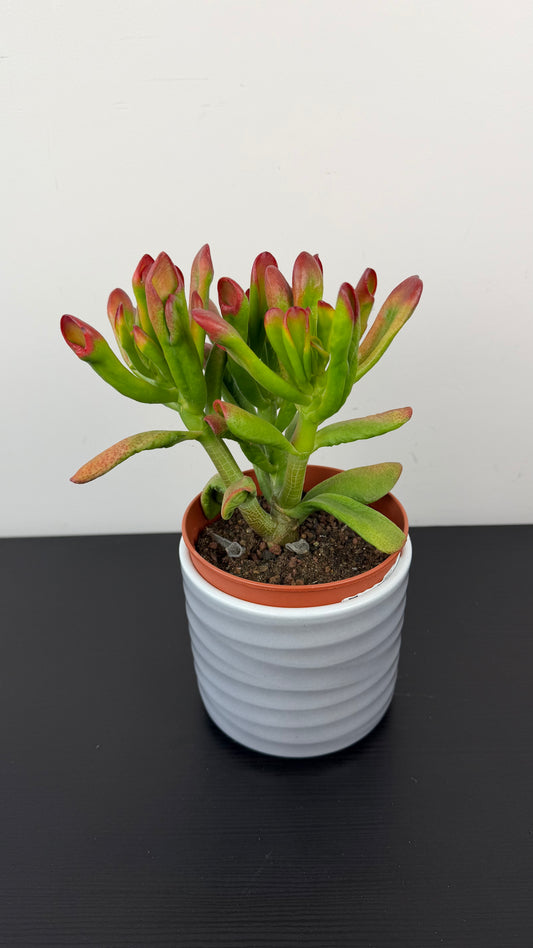 Crassula 6
