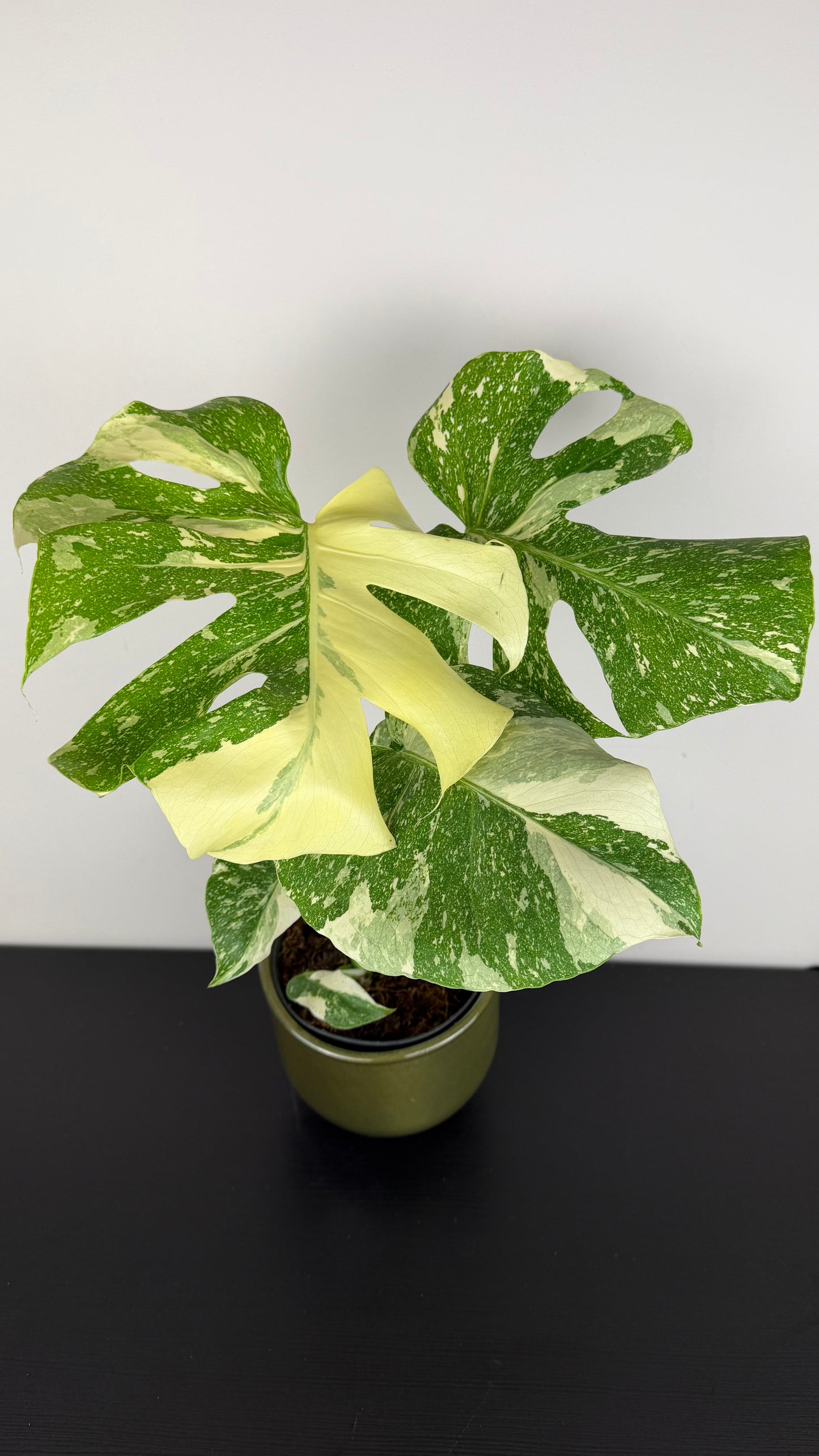 Monstera Thai Constellation