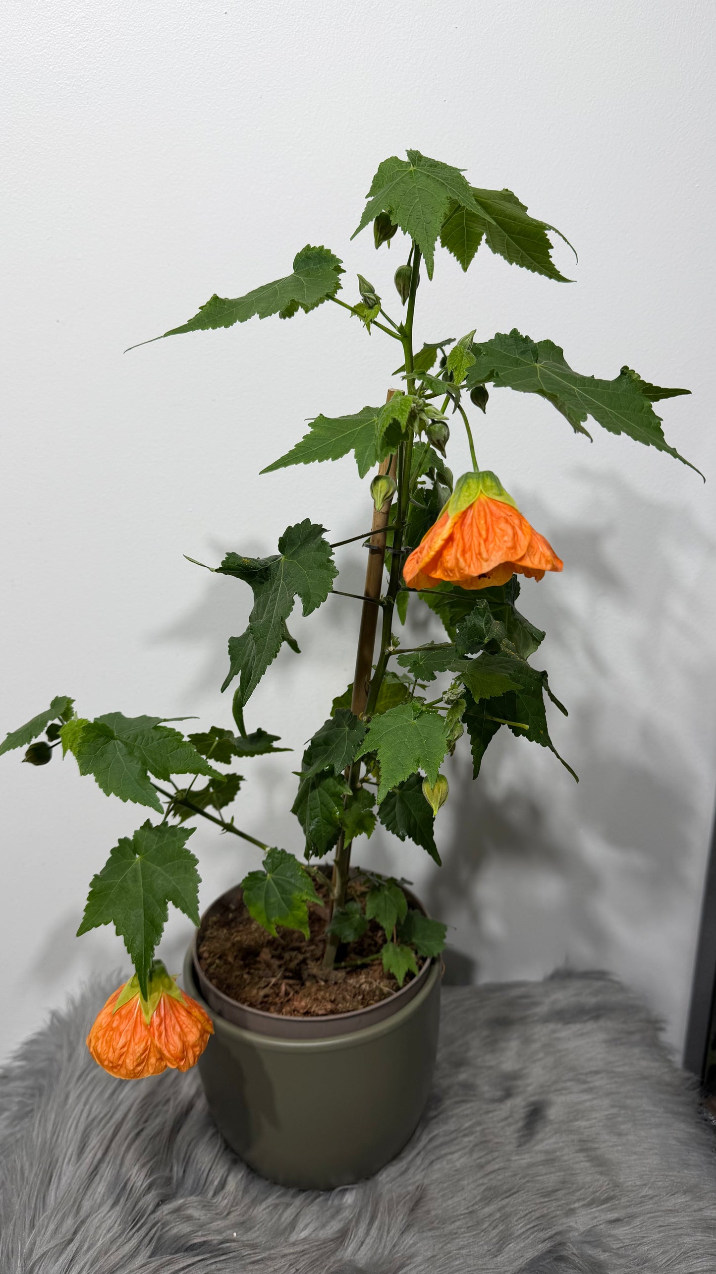Abutilon Orange