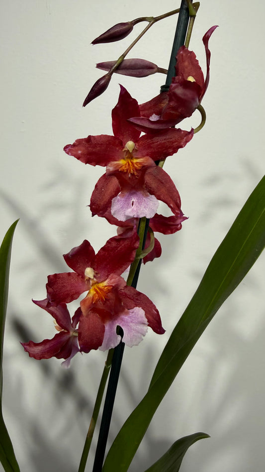 Orhideja Cambria 1