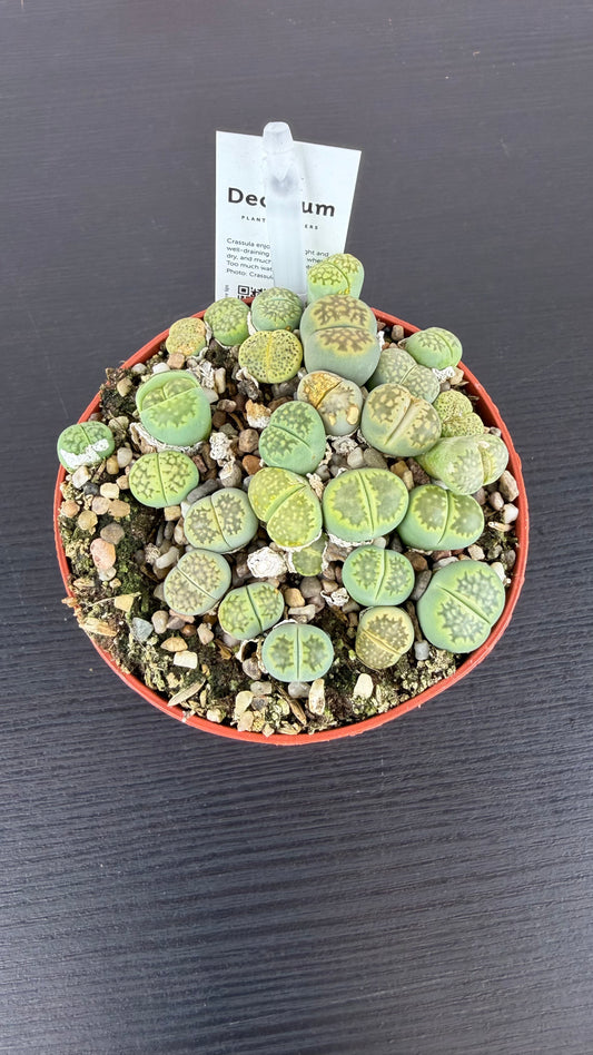 Lithops 5