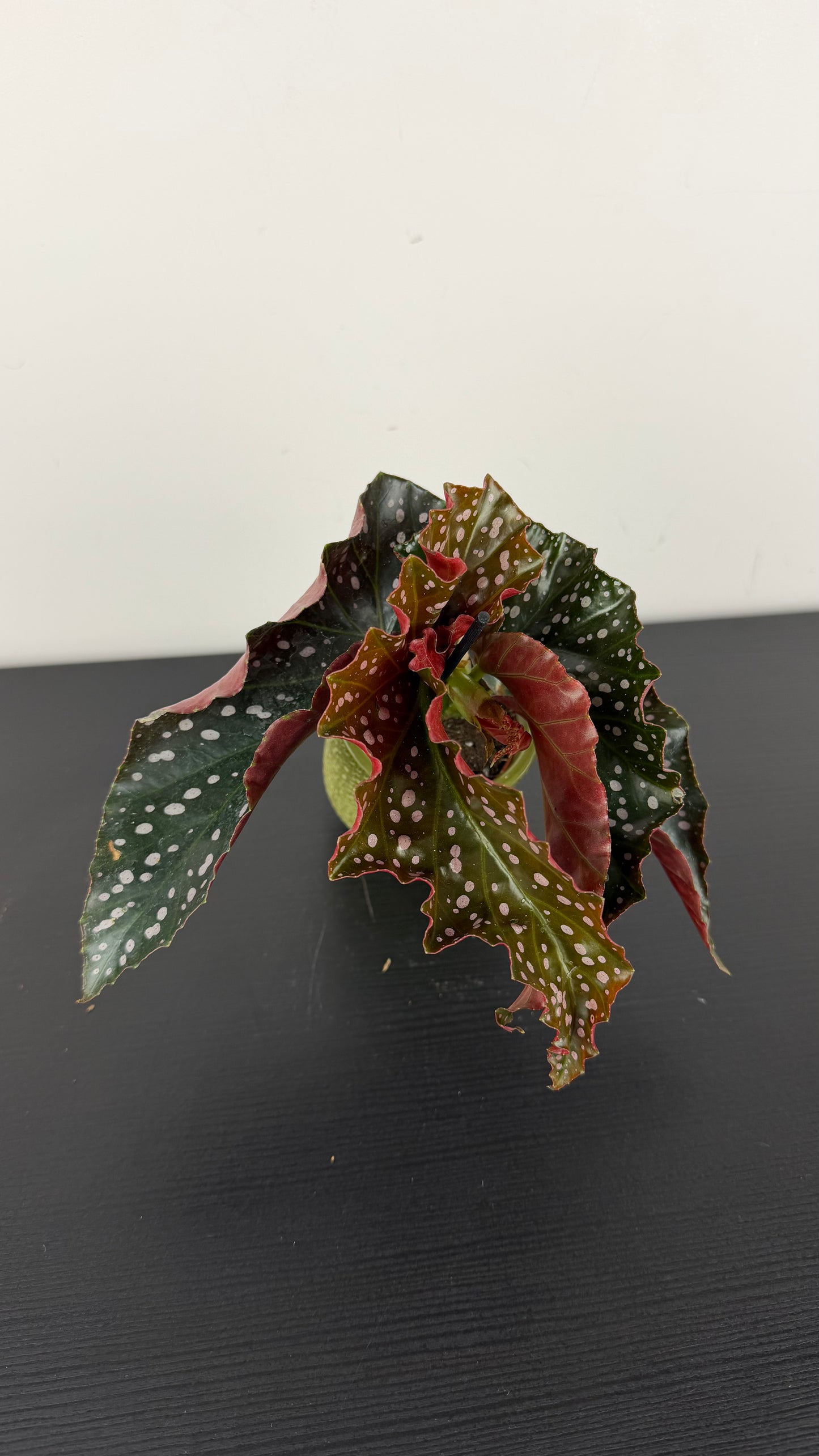 Begonia Angel Wings 3