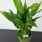 Spathiphyllum Diamond