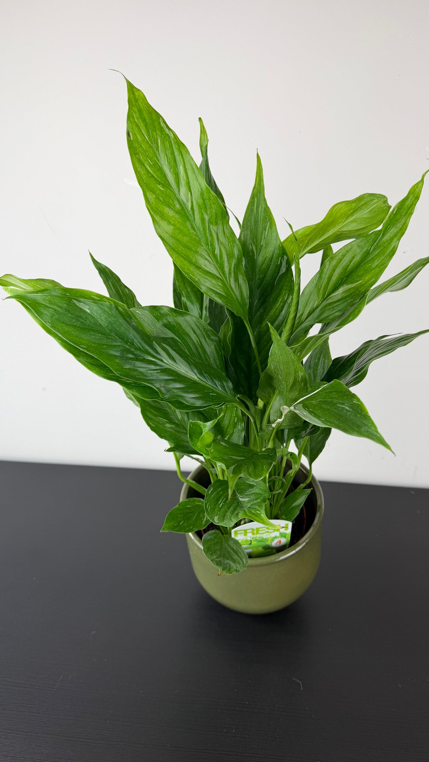 Spathiphyllum Diamond