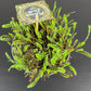 Leptinella  Squalida