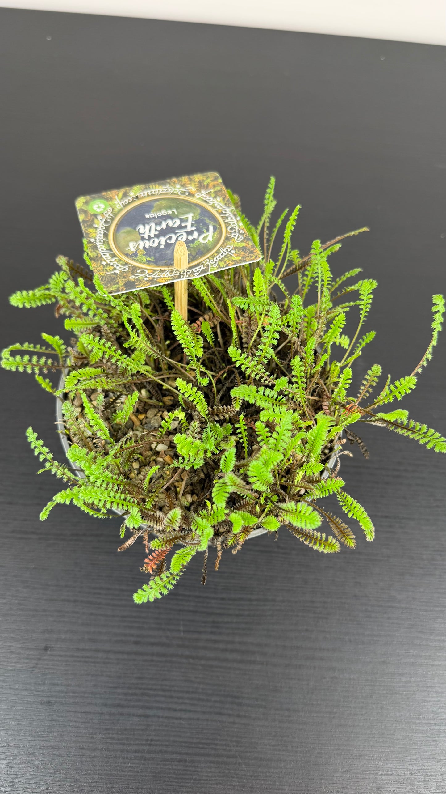 Leptinella  Squalida