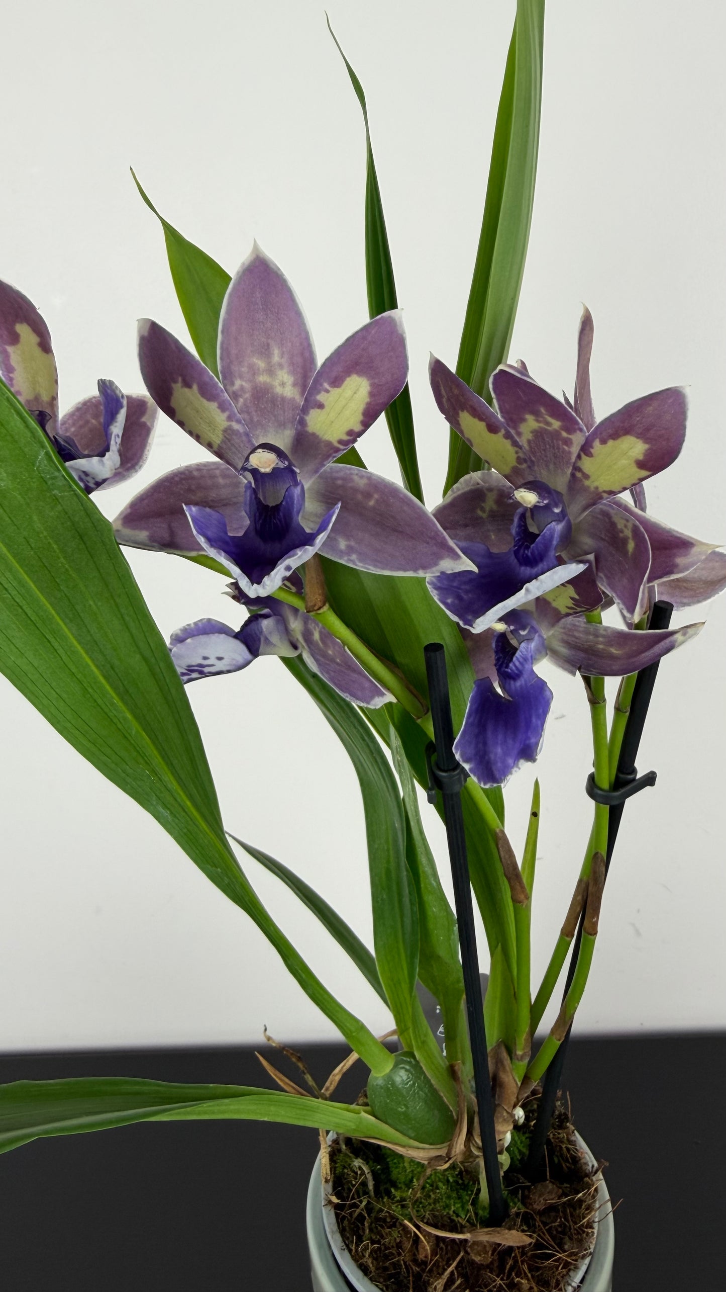 Zygopetalum Louisendorf 2