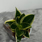 Sansevieria Golden Hahnii