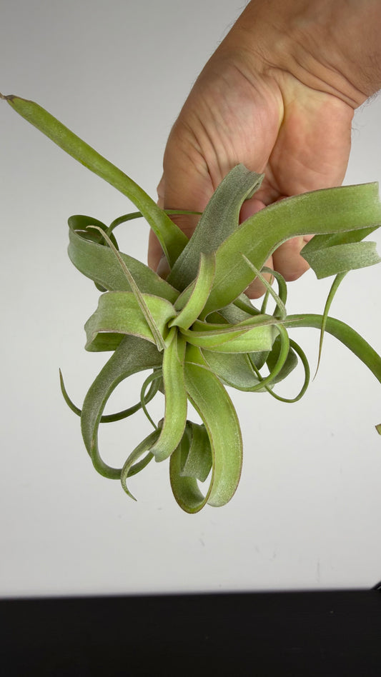 Tillandsia Air plant 7
