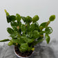 Rhipsalis Crispata Amstel